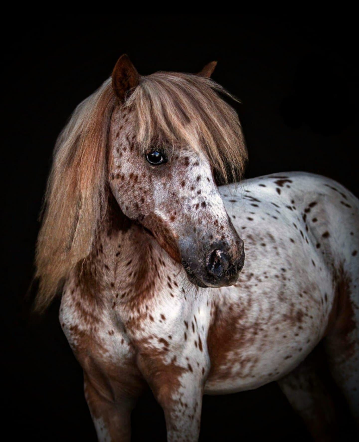 Most Beautiful And Unusual Horse Colours